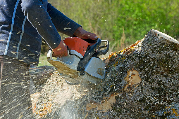 Best Tree Cutting Near Me  in Newark, CA